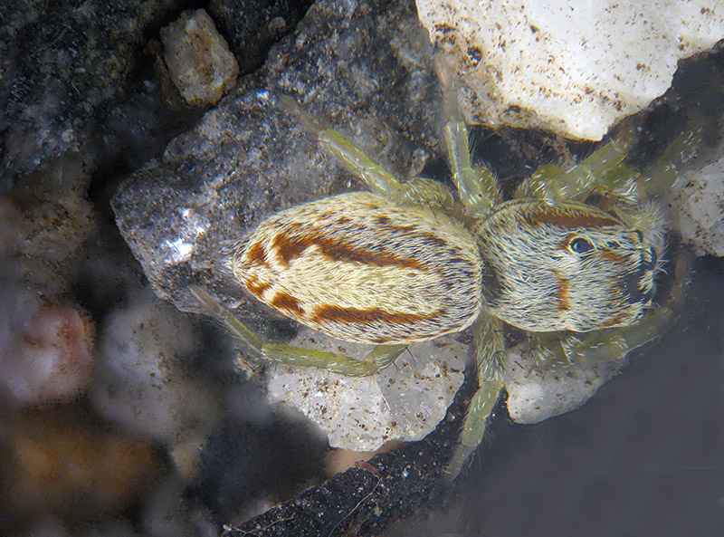 Icius subinermis maschio e (forse?) femmina   - Calcinate del Pesce (VA)